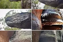 ANIMAIS-PETRIFICADOS-7-jpg